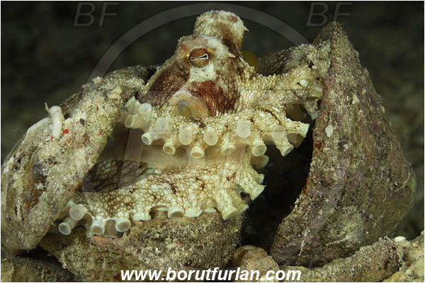 Sabalon besar, Flores, Indonesia, Amphioctopus marginatus, Amphioctopus, Octopodidae, Veined octopus, Coconut Octopus, Octopus, Cephalopoda, Mollusca, Mollusc, Hiding in shell
