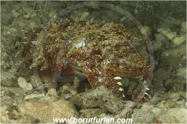 Sabalon besar, Flores, Indonesia, Sepia sp., Sepia, Sepiidae, Cephalopoda, Mollusca, Mollusc, Cuttlefish, Reef