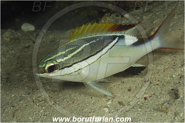 Sabalon besar, Flores, Indonesia, Scolopsis bilineata, Scolopsis, Nemipteridae, Two-lined Monocle Bream, Bream, Fish