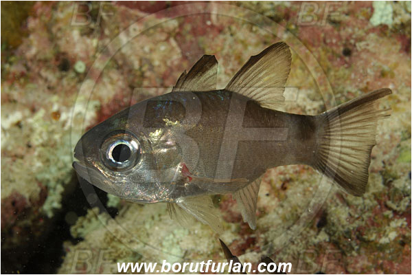 Sabalon besar, Flores, Indonesia, Nectamia fusca, Nectamia, Apogonidae, Ghost cardinalfish, Cardinalfish, Fish