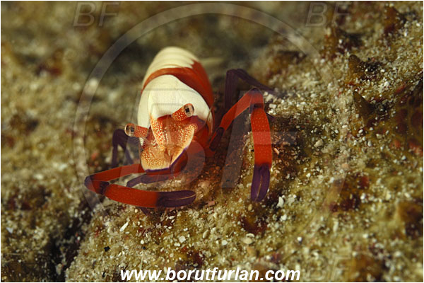 Sabalon besar, Flores, Indonesia, Periclimenes imperator, Periclimenes, Palaemonidae, Decapoda, Emperor Shrimp, Shrimp, Crustacea, Crustacean