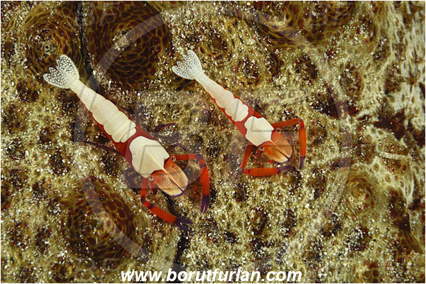 Sabalon besar, Flores, Indonesia, Periclimenes imperator, Periclimenes, Palaemonidae, Decapoda, Emperor Shrimp, Shrimp, Crustacea, Crustacean