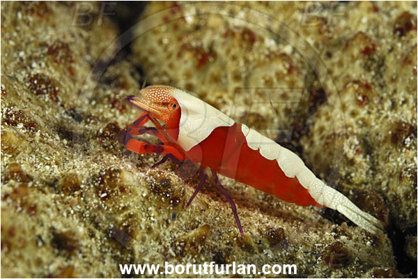 Sabalon besar, Flores, Indonesia, Zenopontonia rex, Zenopontonia, Palaemonidae, Decapoda, Emperor Shrimp, Shrimp, Crustacea, Crustacean