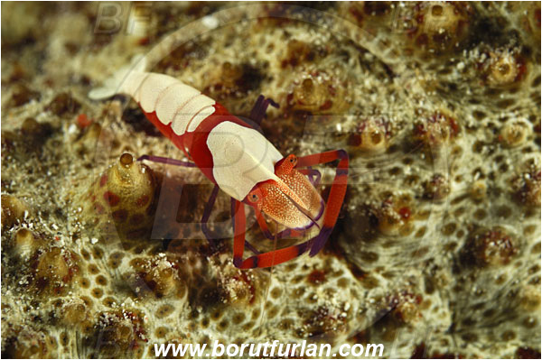 Sabalon besar, Flores, Indonesia, Periclimenes imperator, Periclimenes, Palaemonidae, Decapoda, Emperor Shrimp, Shrimp, Crustacea, Crustacean