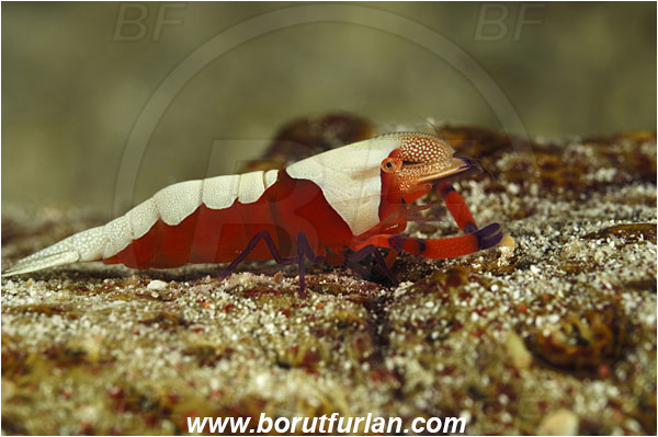 Sabalon besar, Flores, Indonesia, Periclimenes imperator, Periclimenes, Palaemonidae, Decapoda, Emperor Shrimp, Shrimp, Crustacea, Crustacean