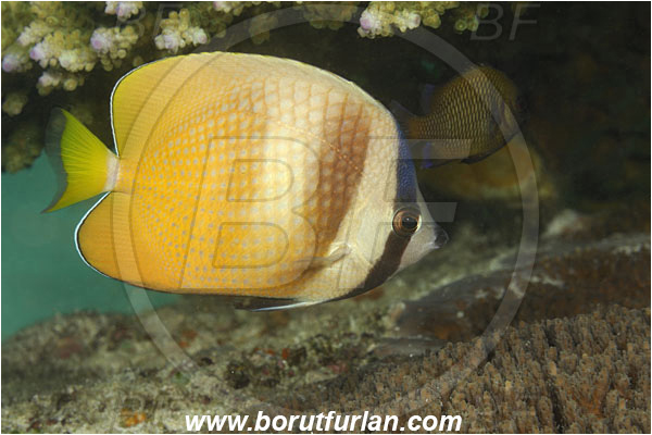 Komodo, Indonesia, Chaetodon kleinii, Chaetodon, Chaetodontidae, Sunburst butterflyfish, Butterflyfish, Fish