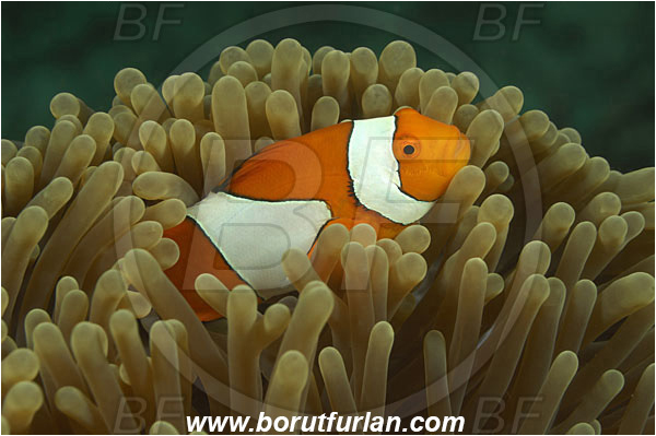 Komodo, Indonesia, Amphiprion ocellaris, Amphiprion, Pomacentridae, False Anemonefish, Anemonefish, Clownfish, Fish