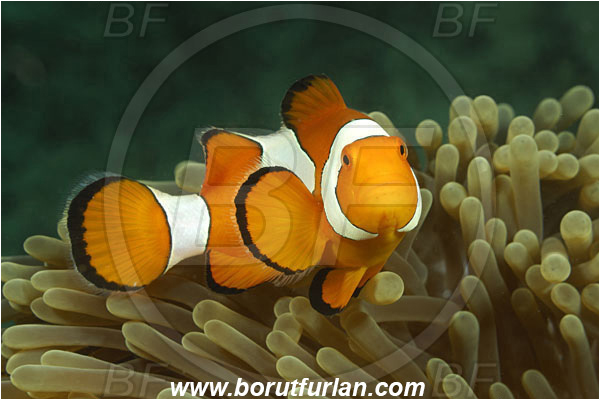 Komodo, Indonesia, Amphiprion ocellaris, Amphiprion, Pomacentridae, False Anemonefish, Anemonefish, Clownfish, Fish