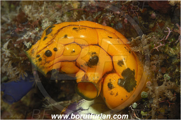 Komodo, Indonesia, Polycarpa aurata, Polycarpa, Styelidae, Tunicata, Golden Sea Squirt, Tunicate