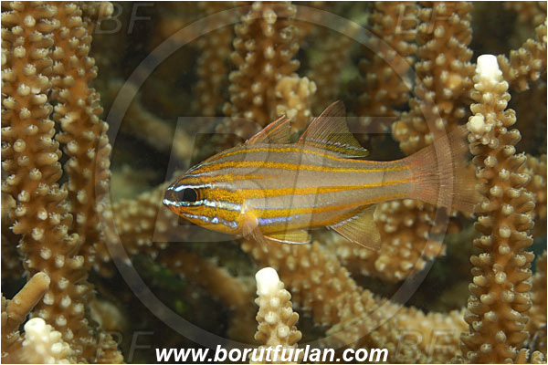 Komodo, Indonesia, Ostorhinchus cyanosoma, Ostorhinchus, Apogonidae, Yellow-striped cardinalfish, Cardinalfish, Fish
