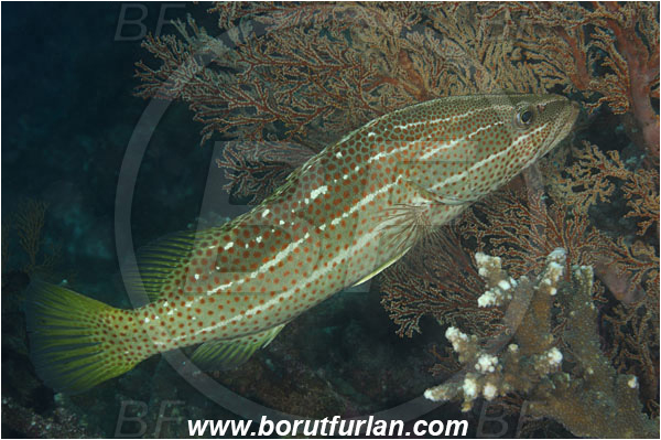 Komodo, Indonesia, Anyperodon leucogrammicus, Anyperodon, Serranidae, Slender Grouper, Grouper, Fish