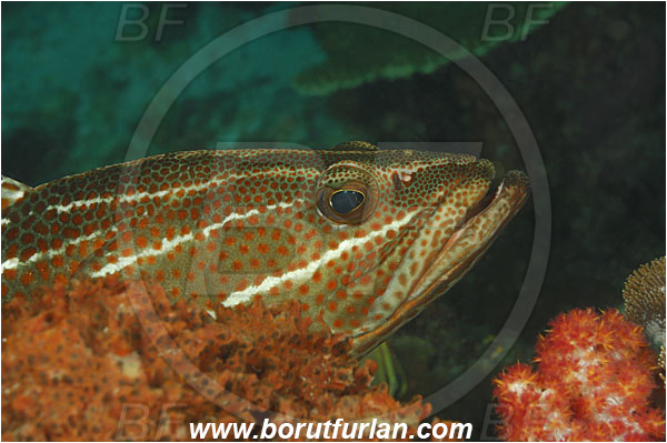 Komodo, Indonesia, Anyperodon leucogrammicus, Anyperodon, Serranidae, Slender Grouper, Grouper, Fish, Portrait