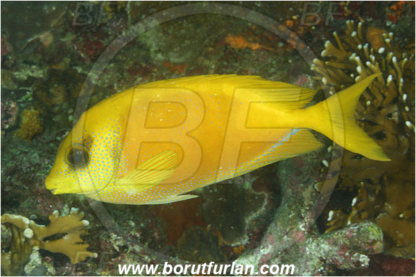 Komodo, Indonesia, Siganus corallinus, Siganus, Siganidae, Spinefoot, Blue-spotted spinefoot, Blue-spotted Rabbitfish, Rabbitfish, Fish