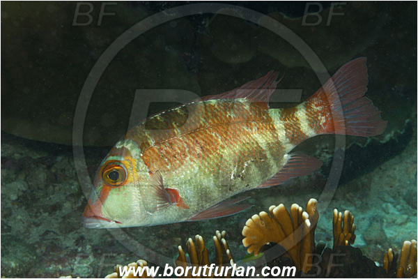 Komodo, Indonesia, Lethrinus erythropterus, Lethrinus, Lethrinidae, Longfin Emperor, Emperor, Fish