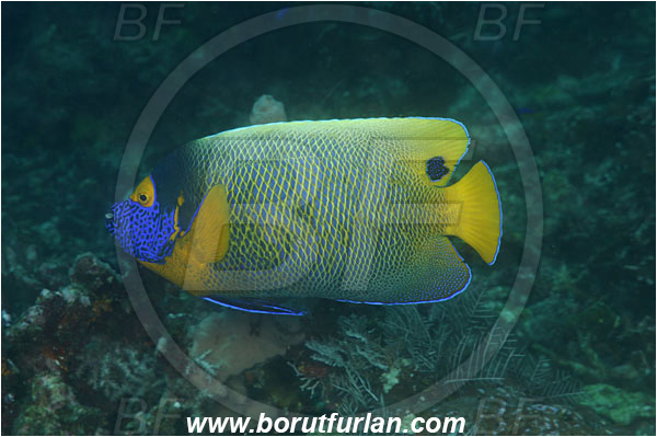 Komodo, Indonesia, Pomacanthus xanthometopon, Pomacanthus, Pomacanthidae, Blueface Angelfish, Angelfish, Fish