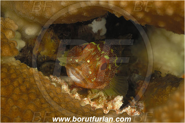Komodo, Indonesia, Sebastapistes cyanostigma, Sebastapistes, Scorpaenidae, Yellowspotted Scorpionfish, Scorpionfish, Fish, Portrait