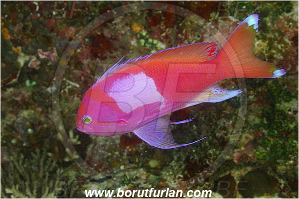 Komodo, Indonesia, Pseudanthias pleurotaenia, Pseudanthias, Serranidae, Squarespot fairy basslet, Fairy basslet, Squarespot anthias, Pink square anthias, Fish, Male