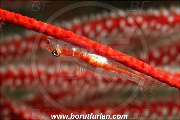 Komodo, Indonesia, Bryaninops sp., Bryaninops, Wire coral goby, Goby, Fish, Gobiidae