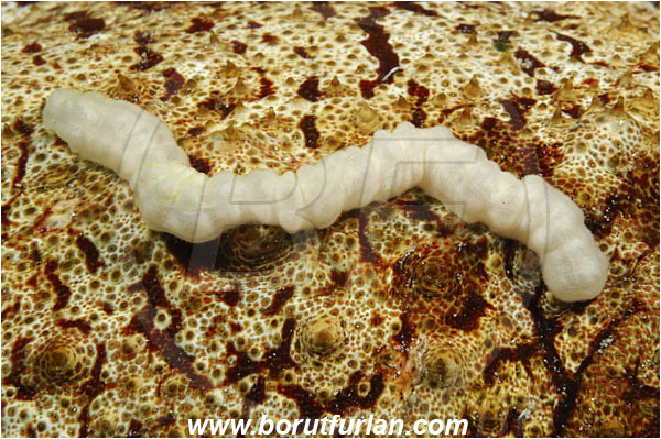 Komodo, Indonesia, Synaptula sp. Synaptula, Synaptidae, Sea Cucumber, Holothuroidea, Holothurian, Echinodermata, Echinoderm
