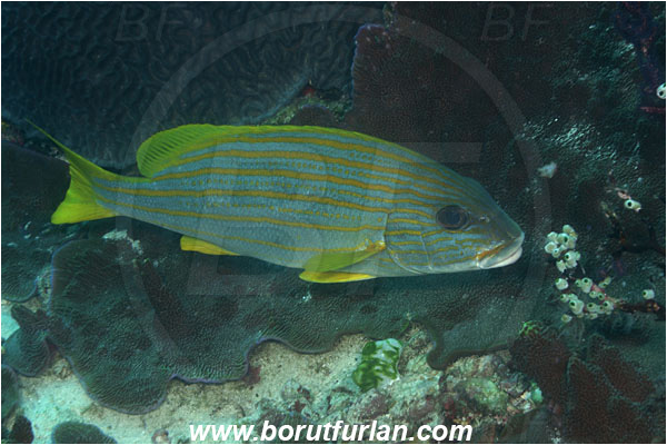 Komodo, Indonesia, Plectorhinchus chrysotaenia, Plectorhinchus, Haemulidae, Gold-lined Sweetlips, Yellow-striped Sweetlips, Sweetlips, Fish