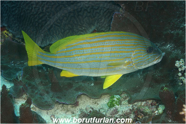 Komodo, Indonesia, Plectorhinchus chrysotaenia, Plectorhinchus, Haemulidae, Gold-lined Sweetlips, Yellow-striped Sweetlips, Sweetlips, Fish