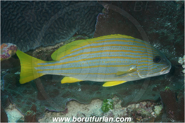Komodo, Indonesia, Plectorhinchus chrysotaenia, Plectorhinchus, Haemulidae, Gold-lined Sweetlips, Yellow-striped Sweetlips, Sweetlips, Fish