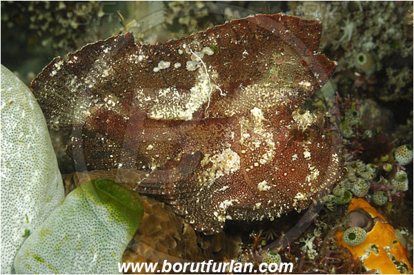 Komodo, Indonesia, Taenianotus triacanthus, Leaf Scorpionfish, Scorpionfish, Fish, Scorpaenidae