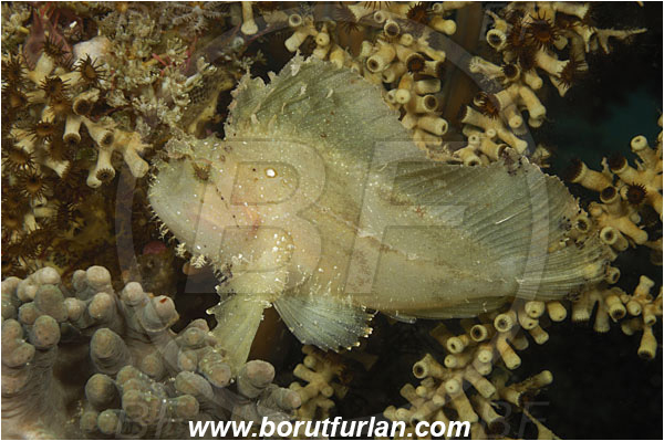 Komodo, Indonesia, Taenianotus triacanthus, Leaf Scorpionfish, Scorpionfish, Fish, Scorpaenidae
