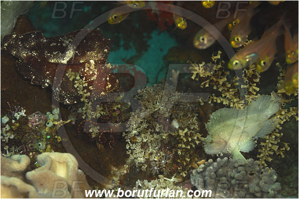 Komodo, Indonesia, Taenianotus triacanthus, Leaf Scorpionfish, Scorpionfish, Fish, Scorpaenidae