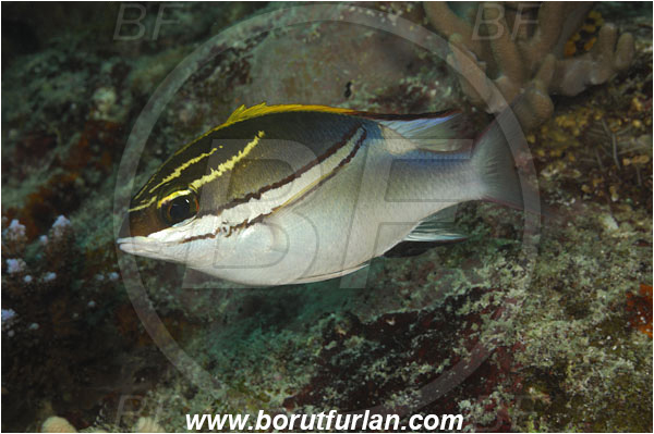 Komodo, Indonesia, Scolopsis bilineata, Scolopsis, Nemipteridae, Two-lined Monocle Bream, Bream, Fish