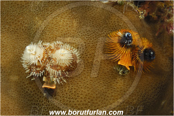 Komodo, Indonesia, Spirobranchus giganteus, Spirobranchus, Serpulidae, Polychaeta, Annelid, Christmas-Tree Worm, Worm