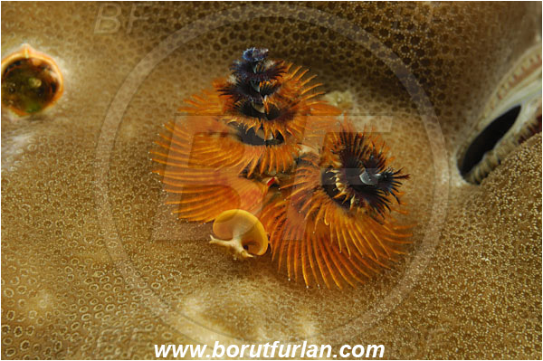 Komodo, Indonesia, Spirobranchus giganteus, Spirobranchus, Serpulidae, Polychaeta, Annelid, Christmas-Tree Worm, Worm