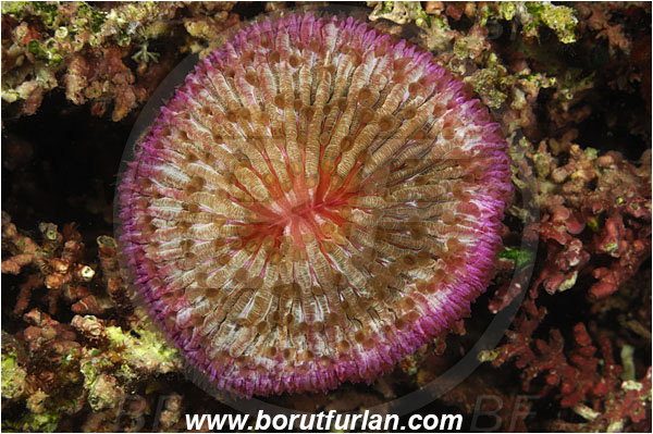 Komodo, Indonesia, Fungia sp., Fungia, Fungiidae, Mushroom coral, Coral, Anthozoa, Cnidaria, Cnidarian