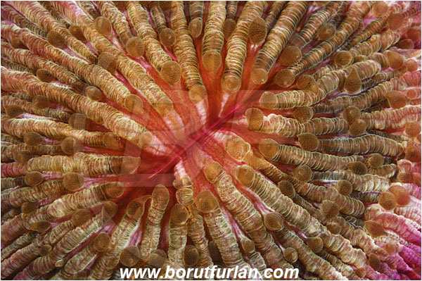 Komodo, Indonesia, Fungia sp., Fungia, Fungiidae, Mushroom coral, Coral, Anthozoa, Cnidaria, Cnidarian, Abstract