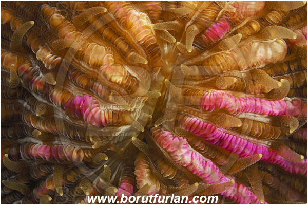 Komodo, Indonesia, Fungia sp., Fungia, Fungiidae, Mushroom coral, Coral, Anthozoa, Cnidaria, Cnidarian, Abstract