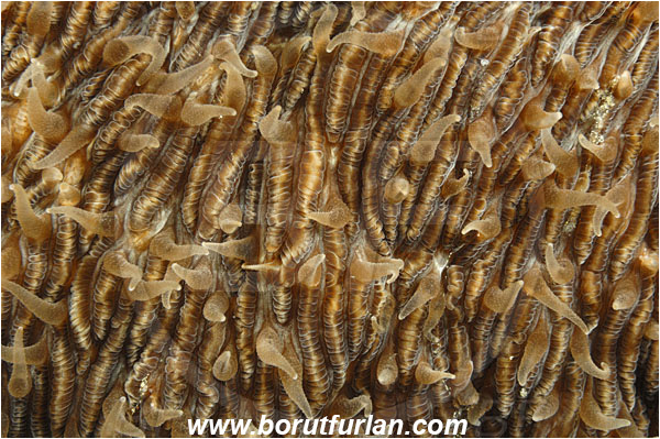 Komodo, Indonesia, Fungia sp., Fungia, Fungiidae, Mushroom coral, Coral, Anthozoa, Cnidaria, Cnidarian, Abstract