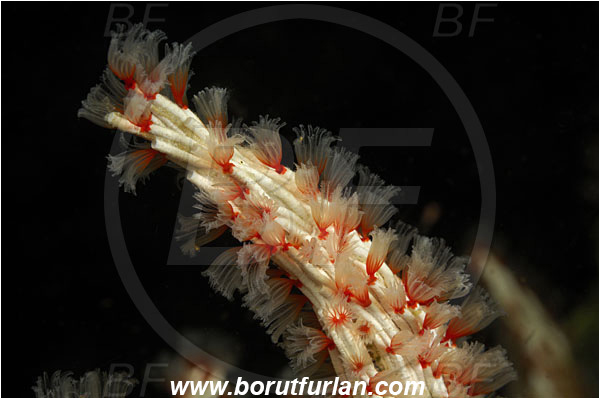 Komodo, Indonesia, Filogranella elatensis, Filogranella, Serpulidae, Polychaeta, Annelid, Delicate Tube Worm, Worm