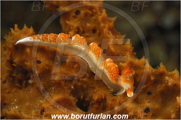 Komodo, Indonesia, Moridilla brockii, Moridilla, Facelinidae, Aeolid nudibranch, Brock