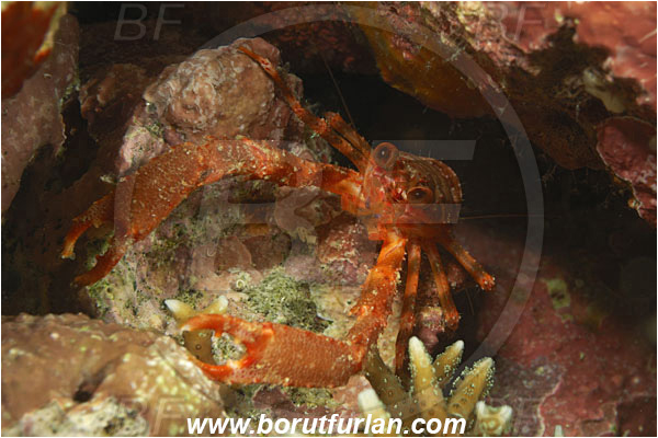 Komodo, Indonesia, Galathea sp., Galathea, Galatheidae, Decapoda, Crustacea, Crustacean, Squat Lobster