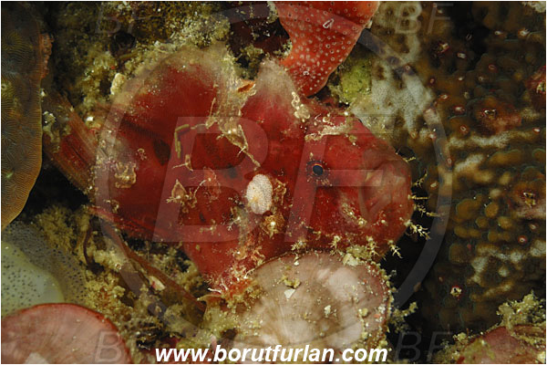 Komodo, Indonesia, Antennarius maculatus, Antennarius, Antennariidae, Warty frogfish, Frogfish, Fish, Juvenile