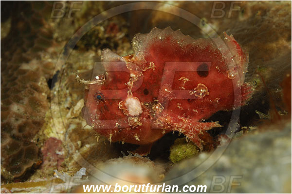 Komodo, Indonesia, Antennarius maculatus, Antennarius, Antennariidae, Warty frogfish, Frogfish, Fish, Juvenile