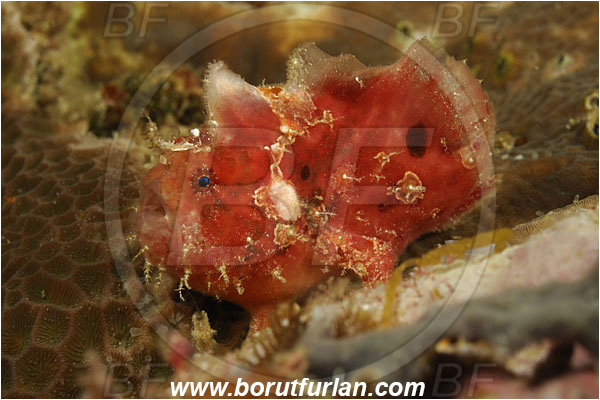 Komodo, Indonesia, Antennarius maculatus, Antennarius, Antennariidae, Warty frogfish, Frogfish, Fish, Juvenile