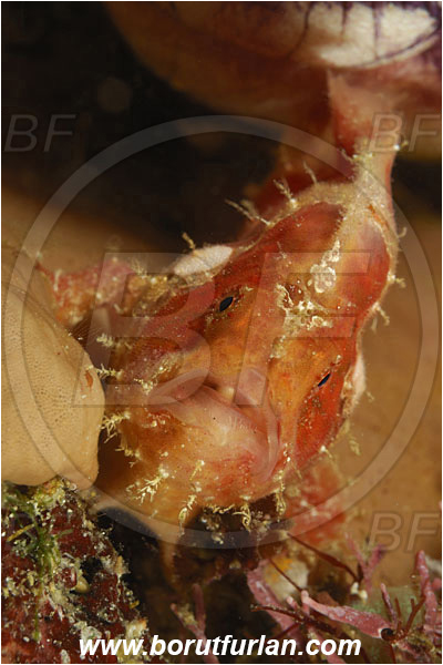 Komodo, Indonesia, Antennarius maculatus, Antennarius, Antennariidae, Warty frogfish, Frogfish, Fish, Juvenile, Portrait