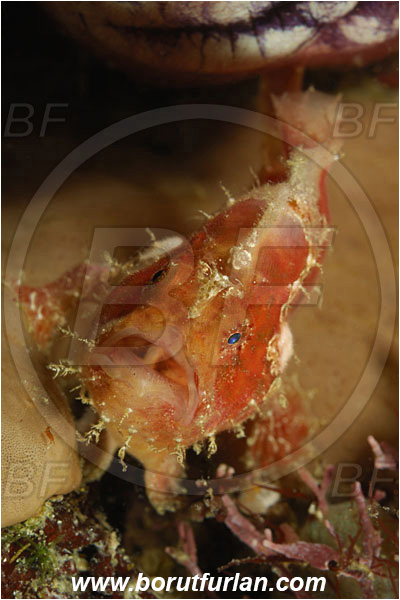 Komodo, Indonesia, Antennarius maculatus, Antennarius, Antennariidae, Warty frogfish, Frogfish, Fish, Juvenile, Portrait