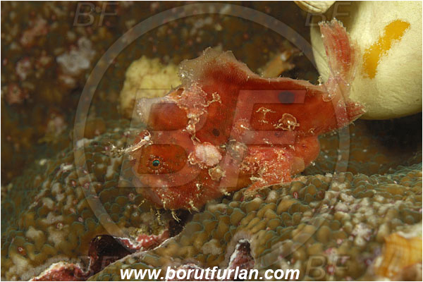 Komodo, Indonesia, Antennarius maculatus, Antennarius, Antennariidae, Warty frogfish, Frogfish, Fish, Juvenile