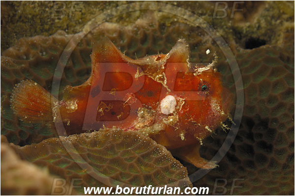 Komodo, Indonesia, Antennarius maculatus, Antennarius, Antennariidae, Warty frogfish, Frogfish, Fish, Juvenile