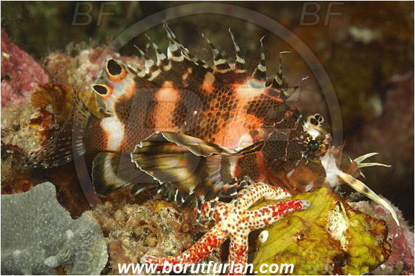 Komodo, Indonesia, Dendrochirus biocellatus, Dendrochirus, Scorpaenidae, Twospot turkeyfish, Twinspot lionfish, Scorpionfish, Fish