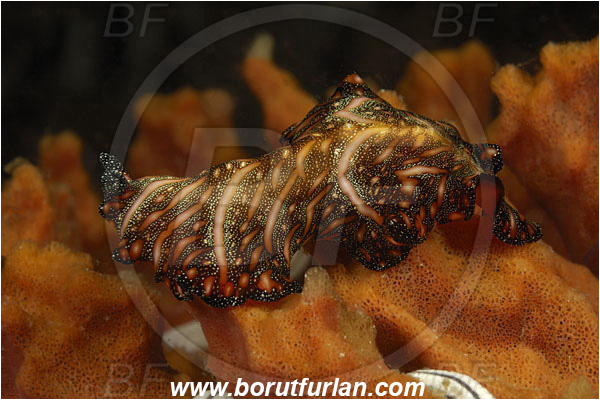Komodo, Indonesia, Pseudobiceros bedfordi, Pseudobiceros, Pseudocerotidae, Goldrim Flatworm, Flatworm, Platyhelminthes