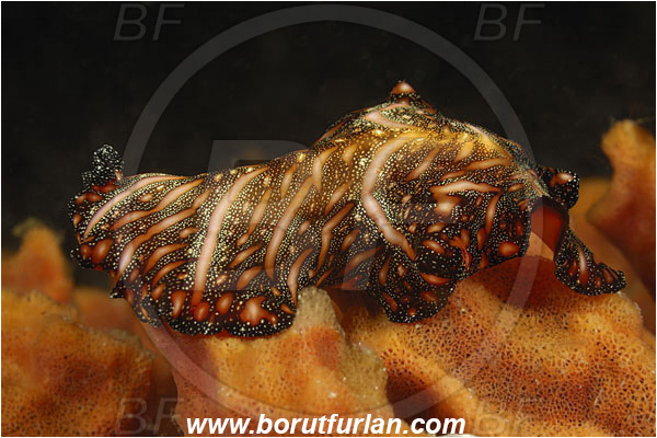 Komodo, Indonesia, Pseudobiceros bedfordi, Pseudobiceros, Pseudocerotidae, Goldrim Flatworm, Flatworm, Platyhelminthes