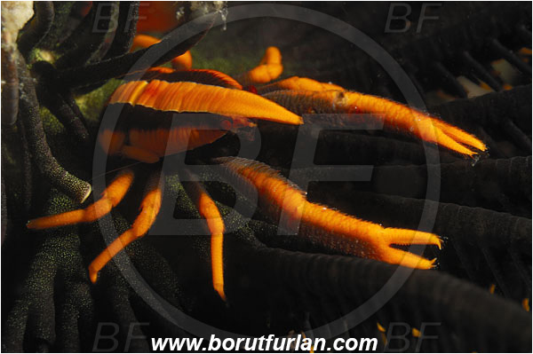 Komodo, Indonesia, Allogalathea elegans, Allogalathea, Galatheidae, Decapoda, Crinoid Squat Lobster, Elegant Squat Lobster, Squat lobster, Crustacea, Crustacean